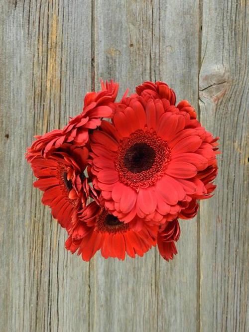 RED GERBERAS